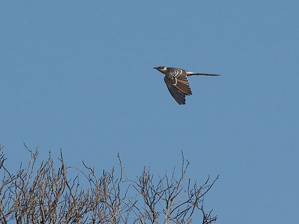Harakkakäki, Great Spotted Cuckoo, Clamator glandarius